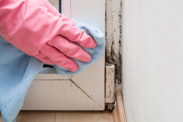 Mold Documentation for Insurance Claims in Baldwinsville, NY